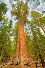 Giant Redwood Tree Sequoia Giganteum - Rare Large XXXL 4Ltr Pot Evergreen Hardy