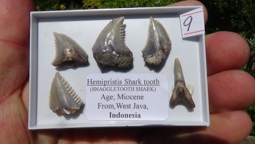 Sellection of hemi shark - sellection,