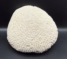 Brain coral natural - brain,