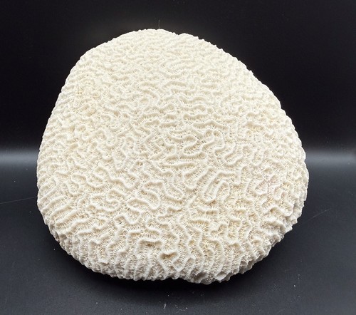 Brain coral natural vintage - natural,