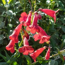 Penstemon windsor red - windsor,