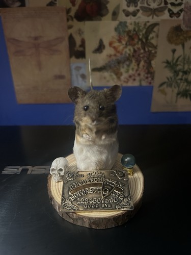 Taxidermy ouija mouse - taxidermy,
