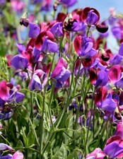 120 seeds Sweet Pea Old Spice