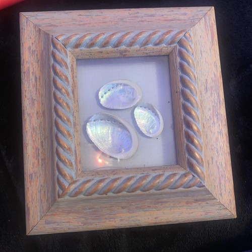 Sea shells paua - , new