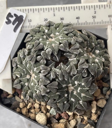 6cm rarelive house plant - house,