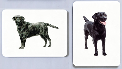 Black labrador picture - labrador,
