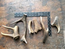 Stag Antler Off Cuts, Dog Chews