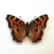 Bred UK Large Tortoiseshell Butterfly 1980   /Lepidoptera/ Insects/ Taxidermy