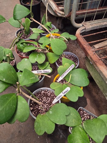 Hoya kerrii green 5 leaf - ,,