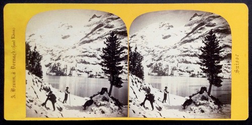 Braun oberland bernois - a.,