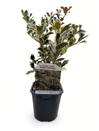 Ilex argentea marginata 2 - ilex, l