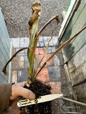 Sarracenia SxM54 CA moorei