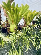 Staghorn Fern (Platycerium