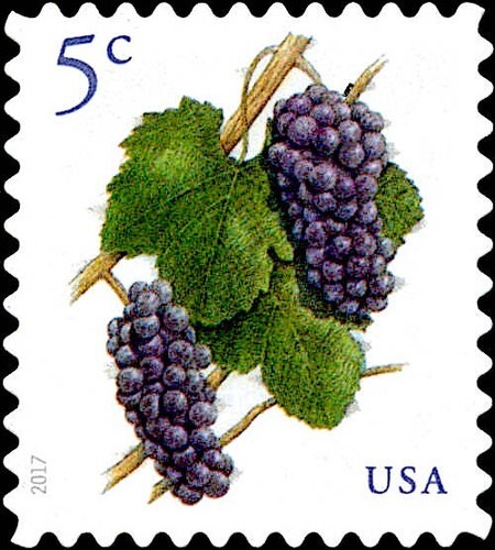 Pinot noir grapes stamps - 20,