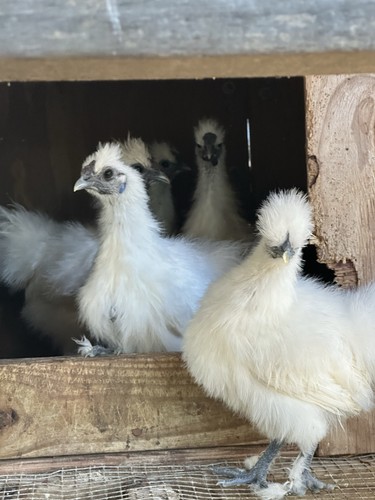 Half dozen white silkie - (6),