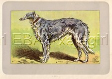 DOG Borzoi Russian Wolfhound, Rare Antique 100-Year-Old French Dog Print
