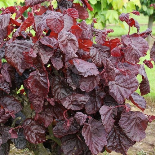 Red majestic hazel tree - majestic,