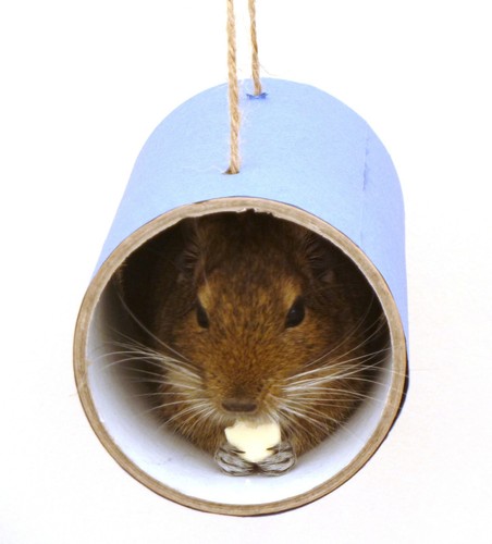 Blue chewchewbs pet cage - pet,