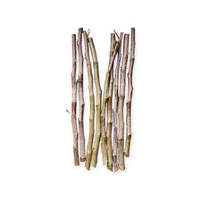 6 x Cutting Crab Apple Tree Scions  Malus 'John Downie' (Unrooted)