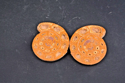 Ammonite perisphincts two - ammonite,