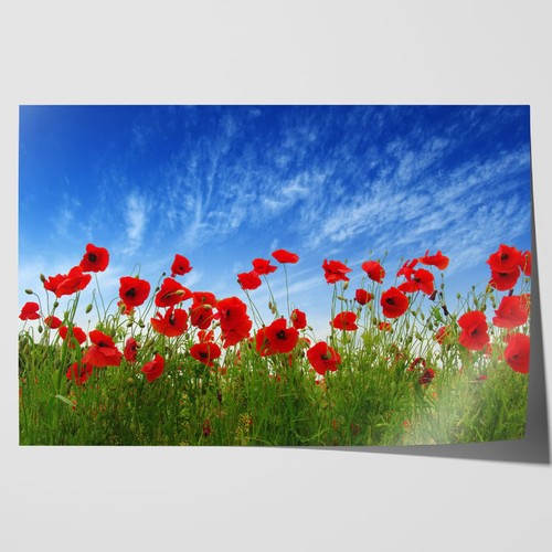 Red poppies field canvas - red,