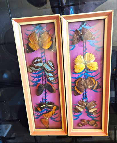 Mounted butterfly moth - mounted,