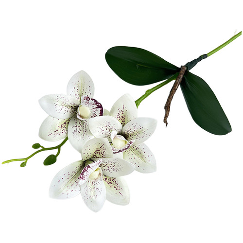 Single cymbidium orchid - single,