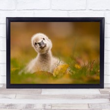 Black Swan Baby Czech Republic