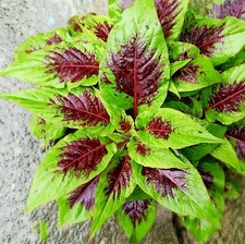Amaranth Caribbean Callaloo Tri Colour Leaf For Growing - 200x Seeds - Herb