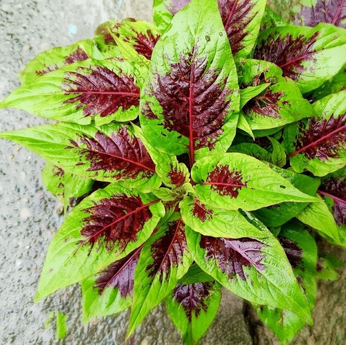 Amaranth caribbean callaloo - caribbean,
