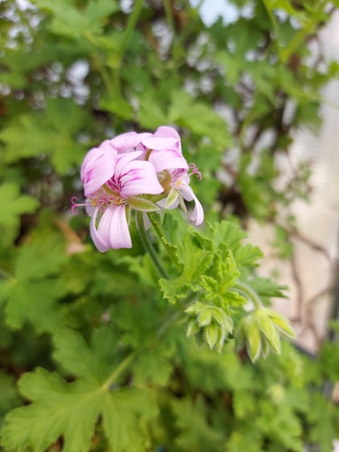 Pelargonium graveolens 3 - graveolens, -3