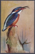 Kingfisher by Roland Green - R.S. Art Press bird postcard
