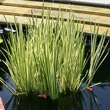 Acorus gramineus Variegatus Pond Plant in 9cm Pot - Japanese Sweet Flag
