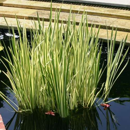 Acorus gramineus variegatus - acorus,