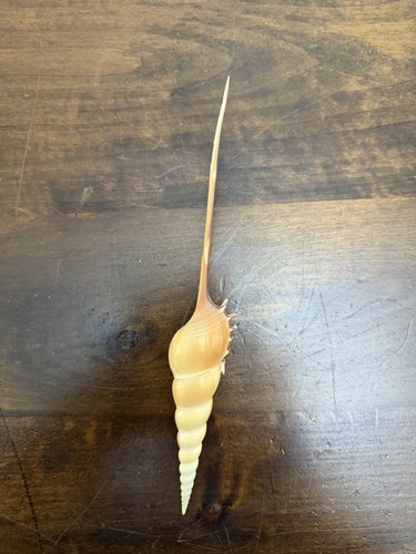 Spindle tibia shell - spindle,