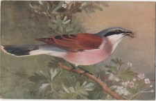 Vintage Colour Postcard Red