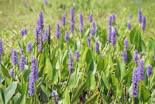 Pickerel weed pontederia - pickerel,
