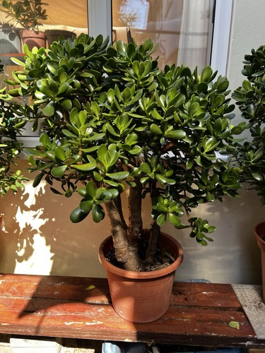Giant crassula ovata - xl, 'money