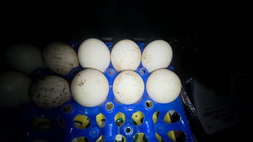 Fertile duck hatching eggs - duck,