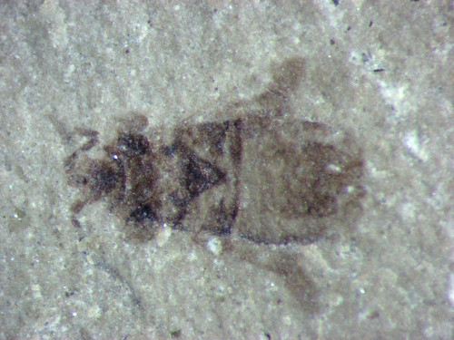 Eocene green river - green,