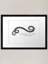 Garter Snake Framed Art Print