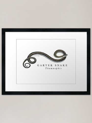 Garter snake framed art print - garter,