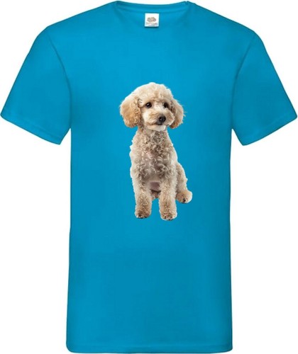 Miniature poodle white - dog, pet