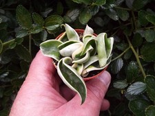 Hoya carnosa Compacta
