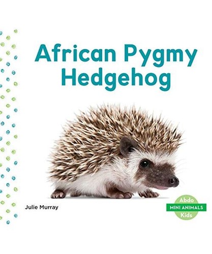 African pygmy hedgehog julie - pygmy, hedgehog,