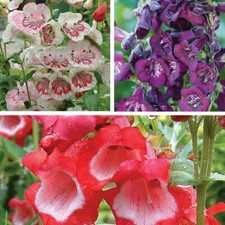 Penstemon ice cream - t&m,