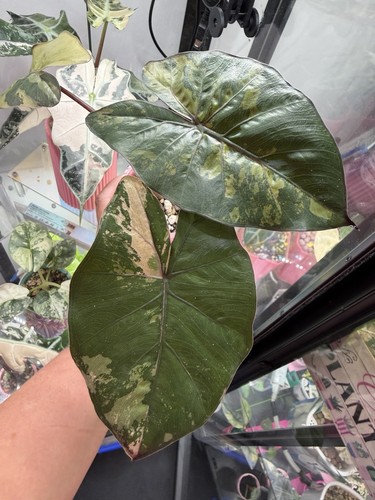 Alocasia yucatan princess - alocasia,