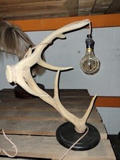 Taxidermy Natural History Horn Antler Lamp Coat Hook Chandelier