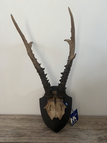 New hkliving mounted antlers - new,