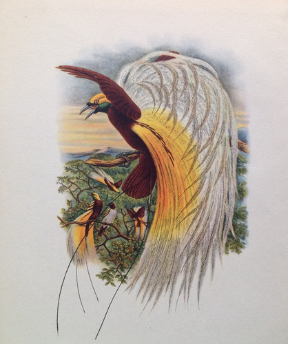 Old original john gould - old,